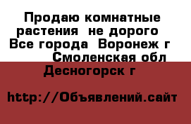 Продаю комнатные растения  не дорого - Все города, Воронеж г.  »    . Смоленская обл.,Десногорск г.